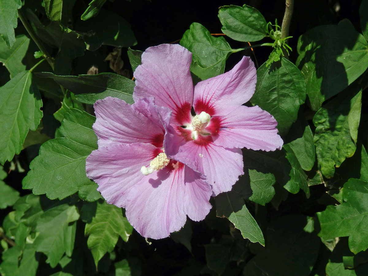 Ibišek syrský (Hibiscus syriacus L.)