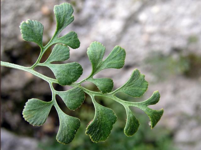 Sleziník routička (Asplenium ruta-muraria L.)