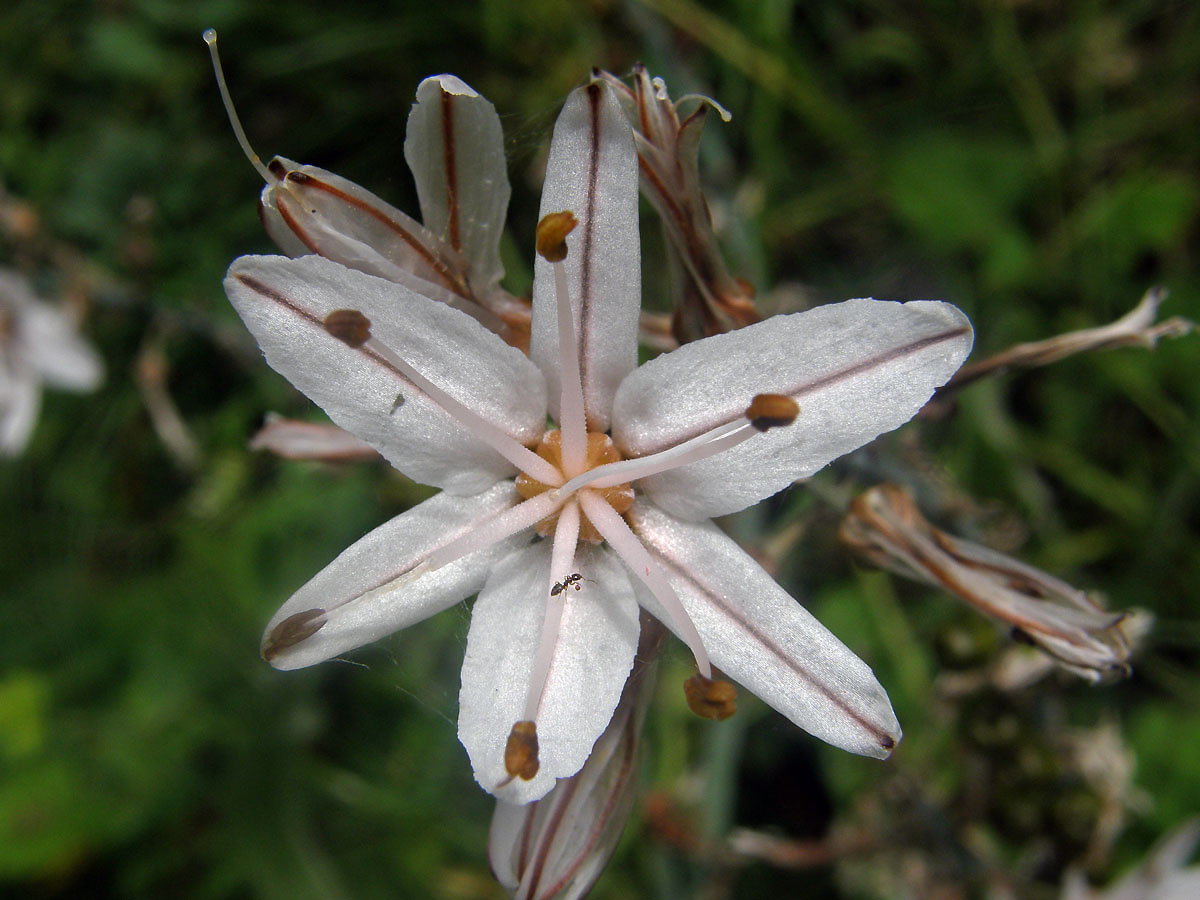 Asfodel drobnoplodý (Asphodelus aestivus Brot.)