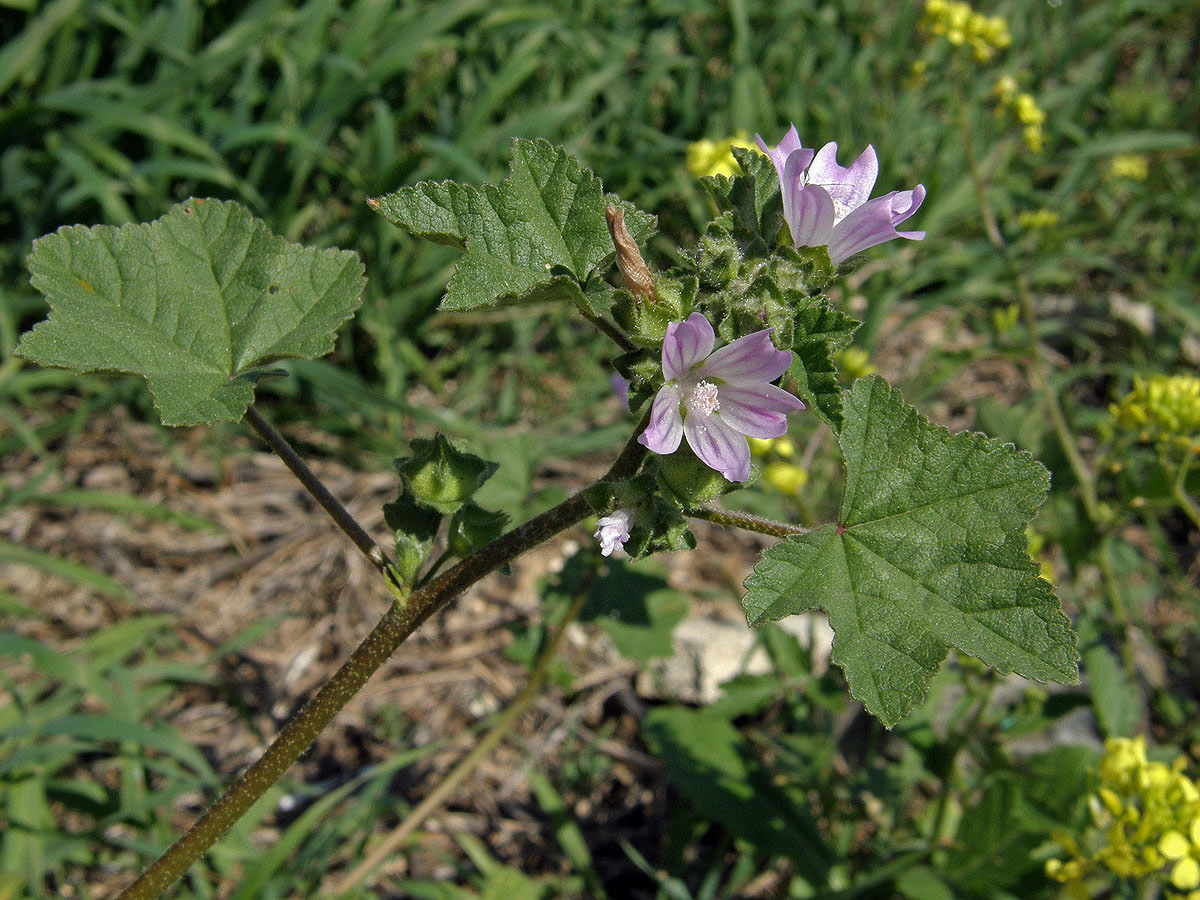 Slézovec krétský (Lavatera cretica L.)