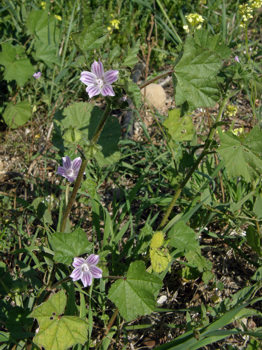 Slézovec krétský (Lavatera cretica L.)