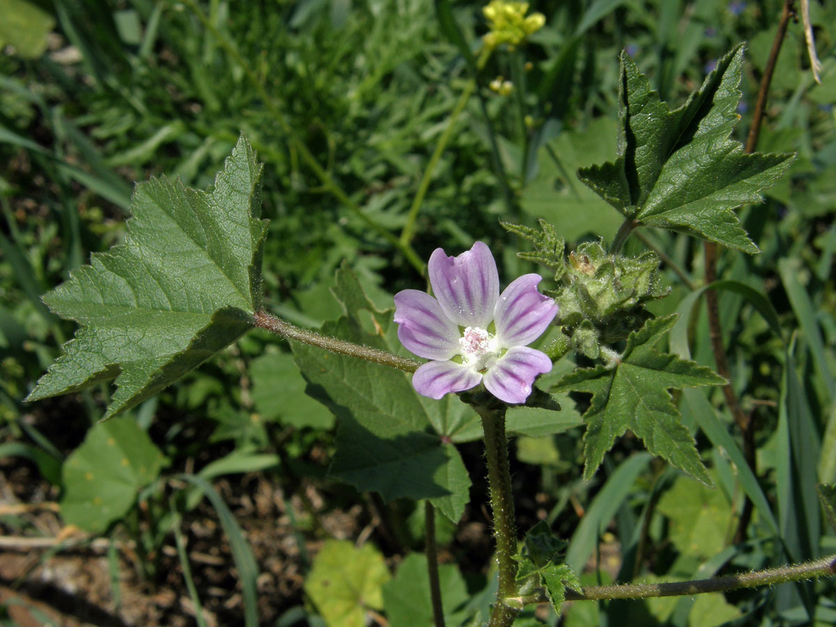 Slézovec krétský (Lavatera cretica L.)