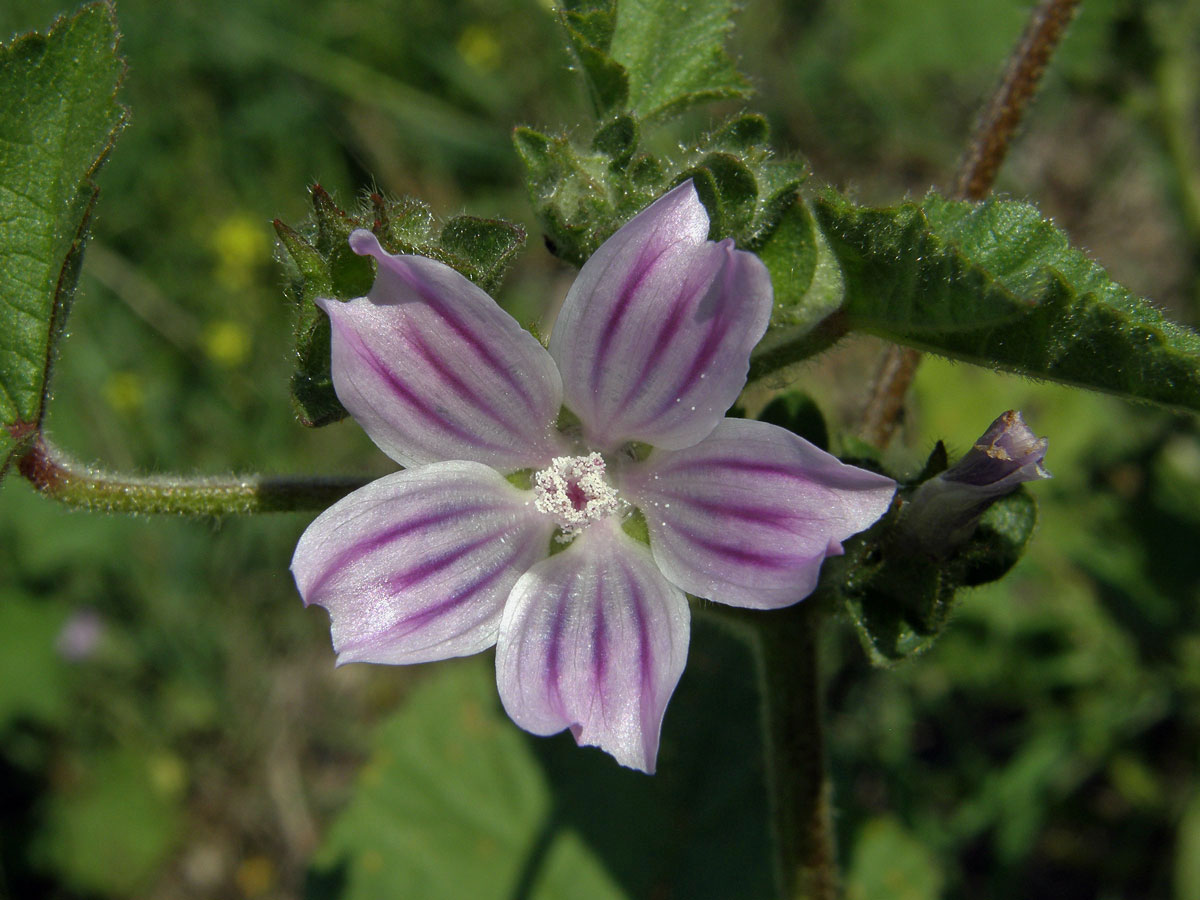 Slézovec krétský (Lavatera cretica L.)