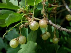 Hálky žlabatky hráškové (Neuroterus quercusbaccarum) - jarní generace, květy dubu letního
