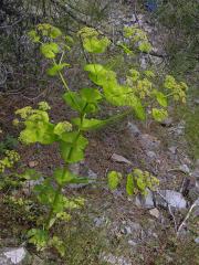 Tromín (Smyrnium conatum Boiss. et Kotschy)