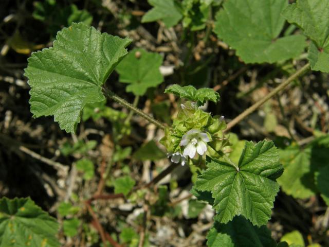 Sléz nizounký (Malva pusilla Sm.)