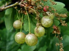 Hálky žlabatky hráškové (Neuroterus quercusbaccarum) - jarní generace, květy