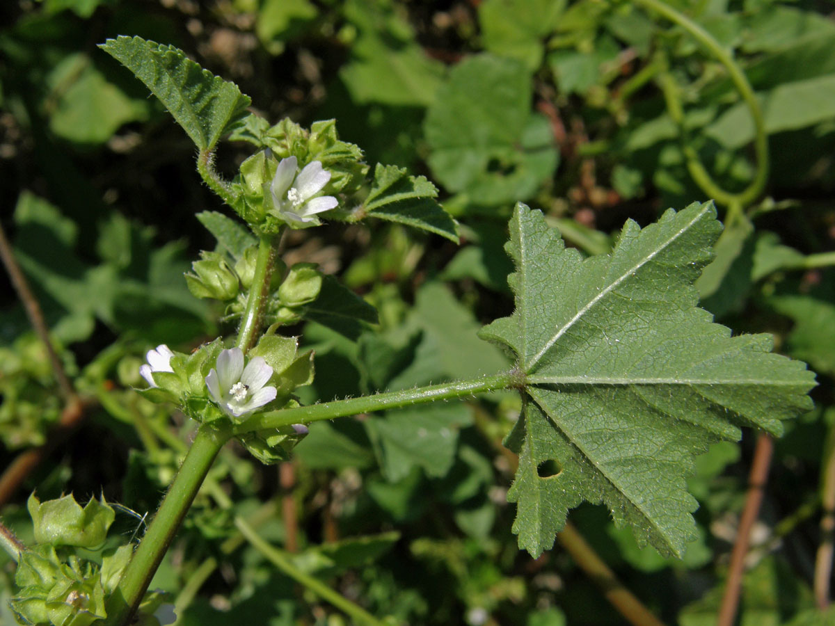 Sléz nizounký (Malva pusilla Sm.)