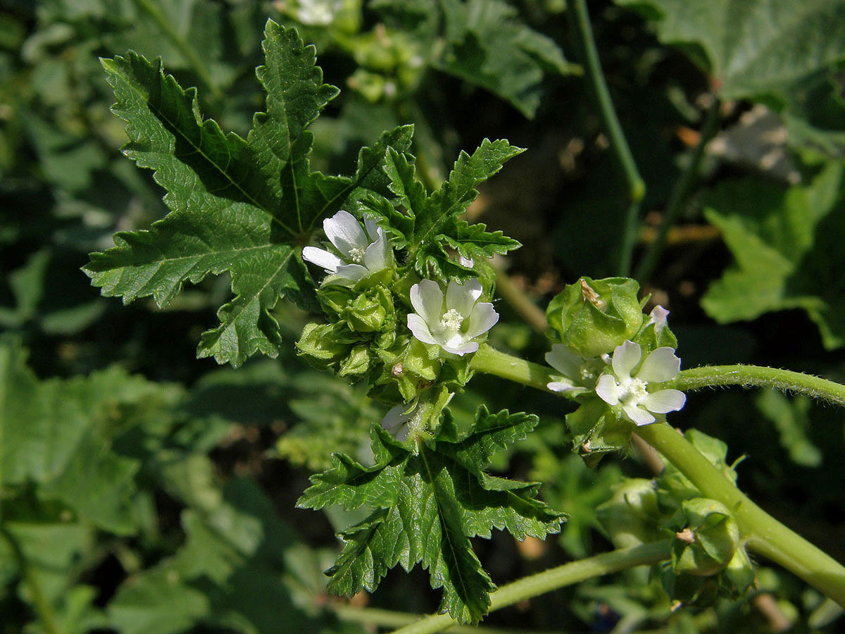 Sléz nizounký (Malva pusilla Sm.)