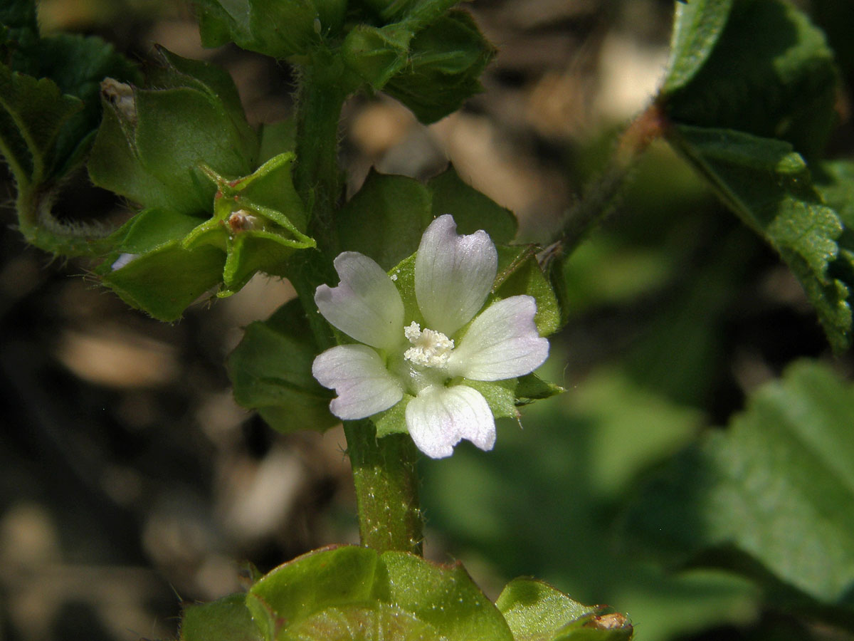 Sléz nizounký (Malva pusilla Sm.)