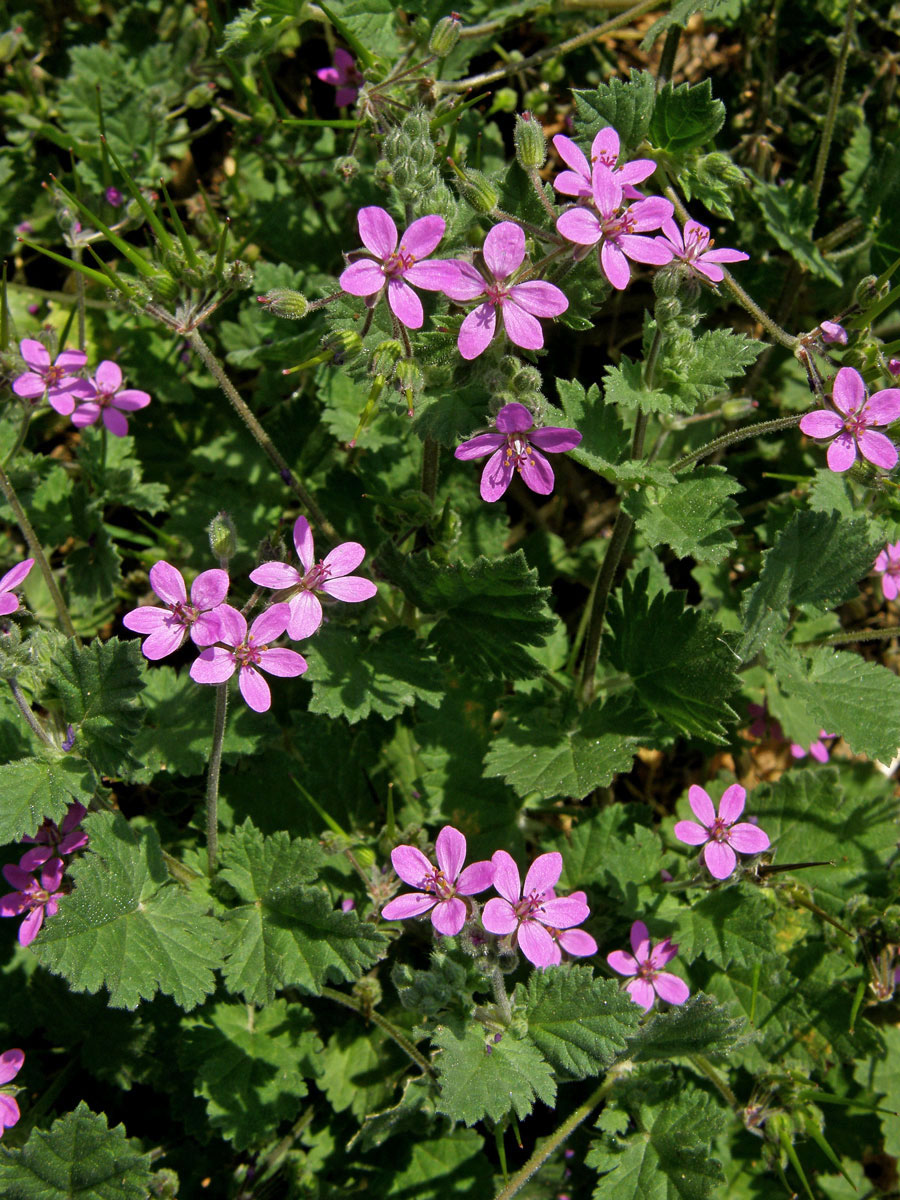 Pumpava slézovitá (Erodium malacoides (L.) L´Hér.)