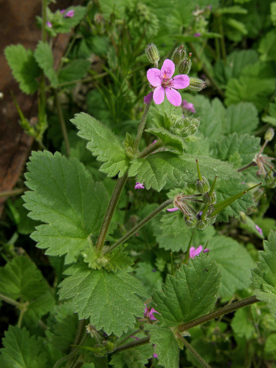 Pumpava slézovitá (Erodium malacoides (L.) L´Hér.)