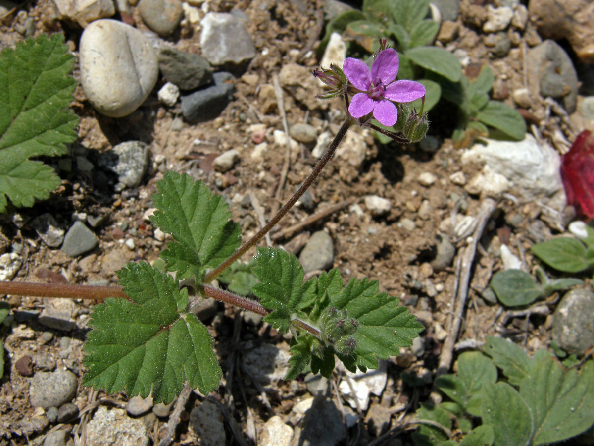 Pumpava slézovitá (Erodium malacoides (L.) L´Hér.)