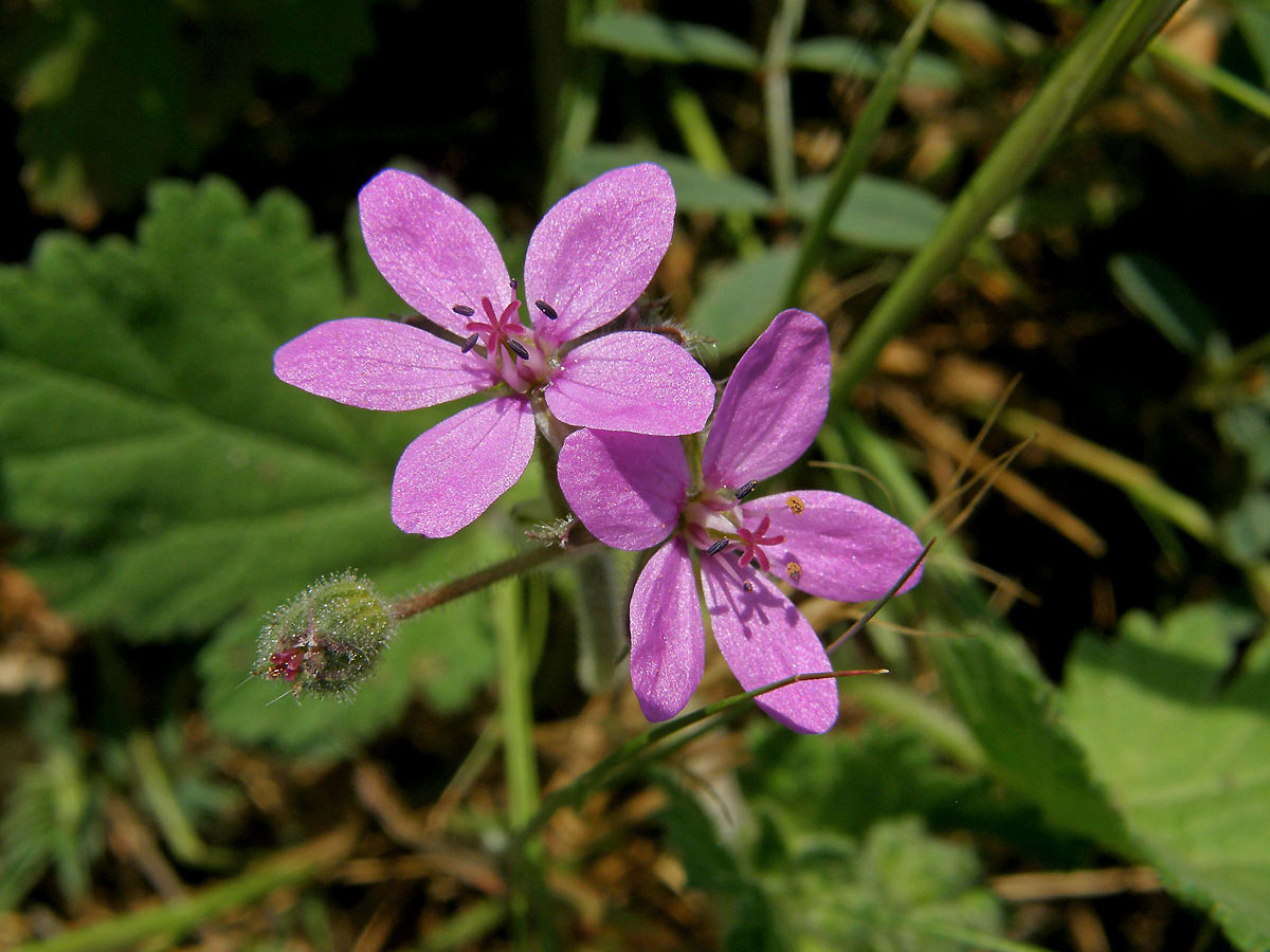 Pumpava slézovitá (Erodium malacoides (L.) L´Hér.)