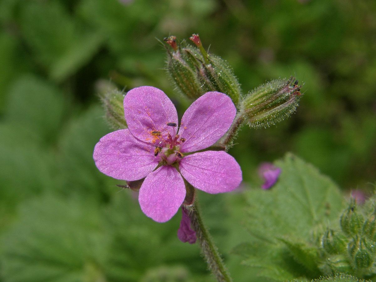 Pumpava slézovitá (Erodium malacoides (L.) L´Hér.)