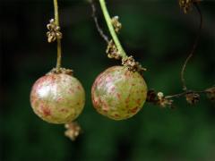 Hálky žlabatky hráškové (Neuroterus quercusbaccarum) - jarní generace, květy