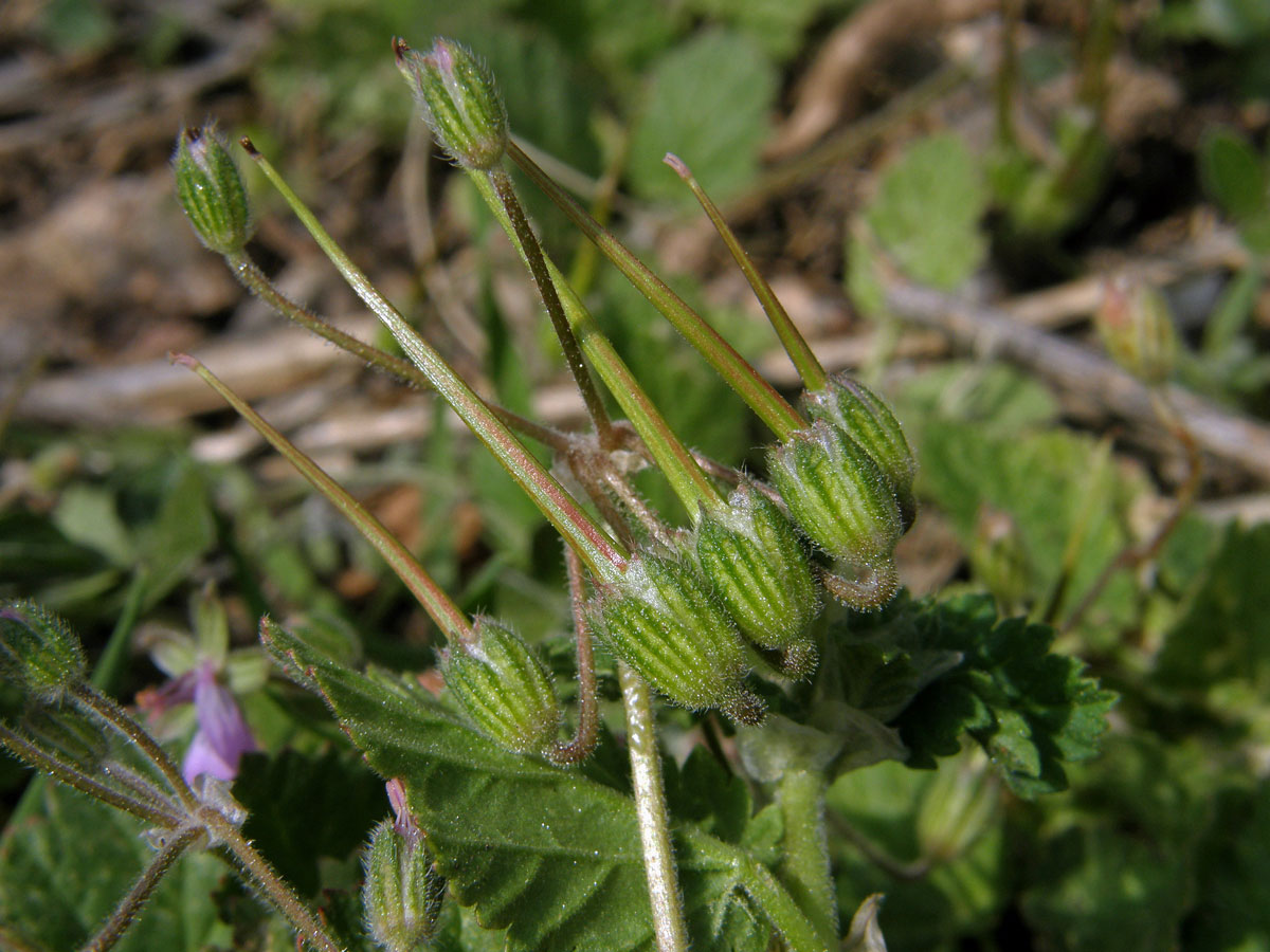 Pumpava slézovitá (Erodium malacoides (L.) L´Hér.)