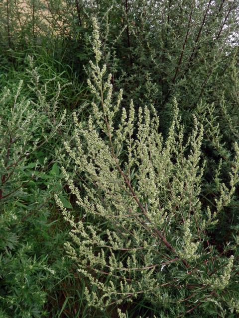 Pelyněk černobýl (Artemisia vulgaris L.)