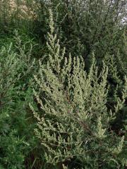Pelyněk černobýl (Artemisia vulgaris L.)