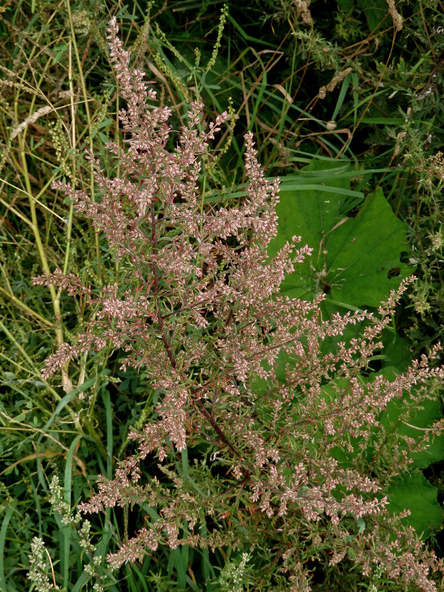 Pelyněk černobýl (Artemisia vulgaris L.)