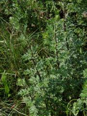 Pelyněk černobýl (Artemisia vulgaris L.)