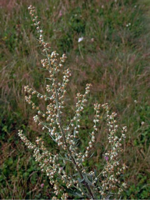 Pelyněk černobýl (Artemisia vulgaris L.)