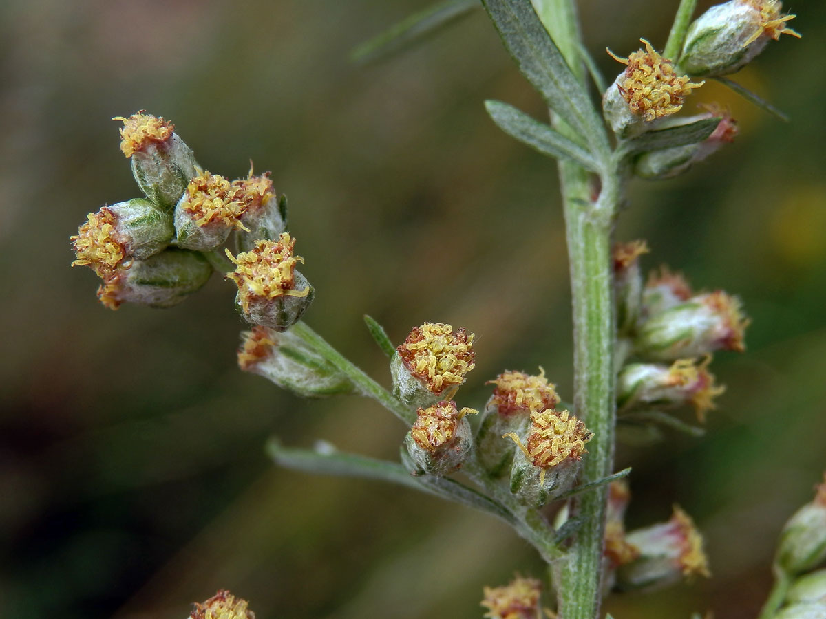 Pelyněk černobýl (Artemisia vulgaris L.)