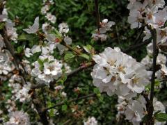 Višeň chlupatá (Prunus tomentosa Thunb.)