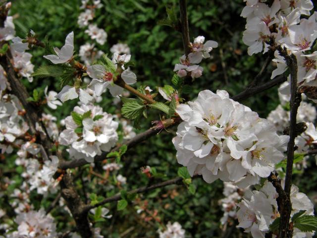 Višeň chlupatá (Prunus tomentosa Thunb.)