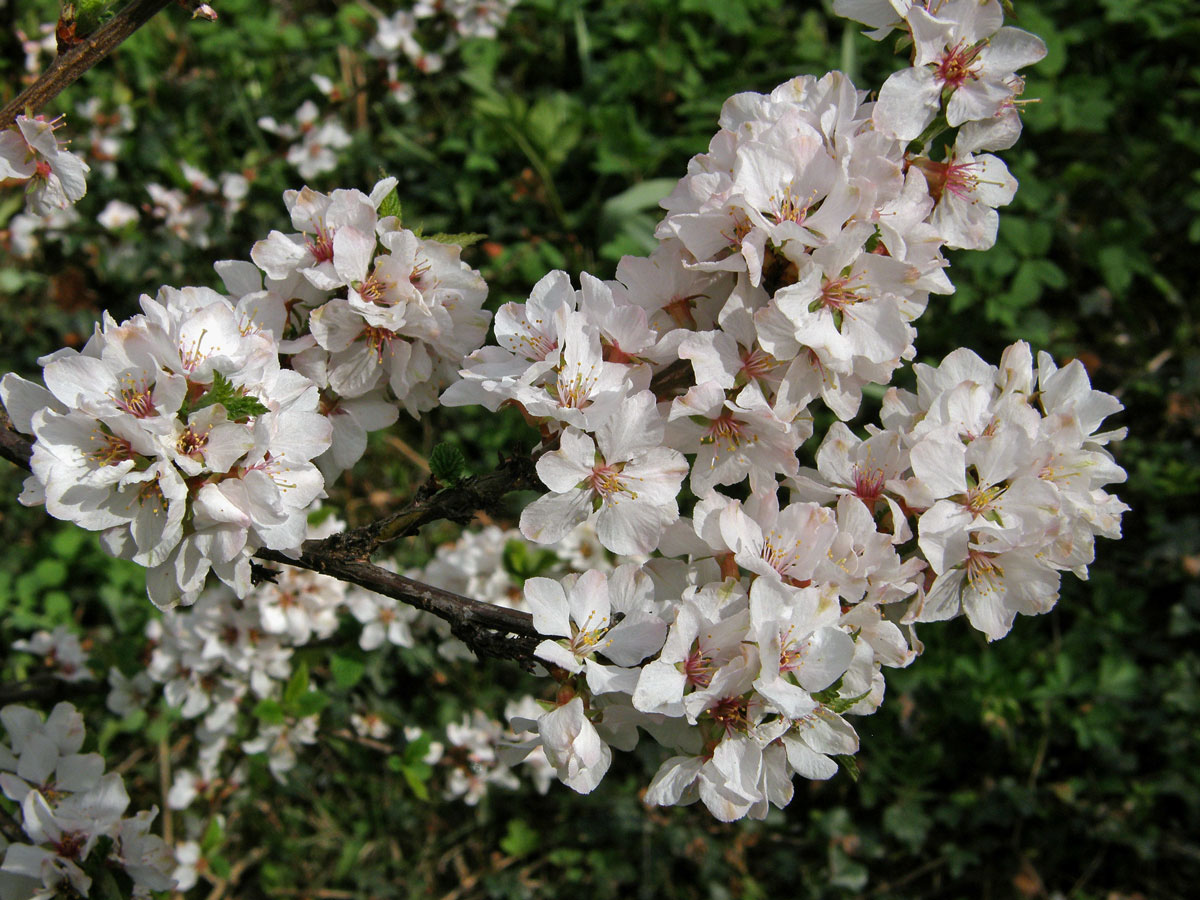 Višeň chlupatá (Prunus tomentosa Thunb.)