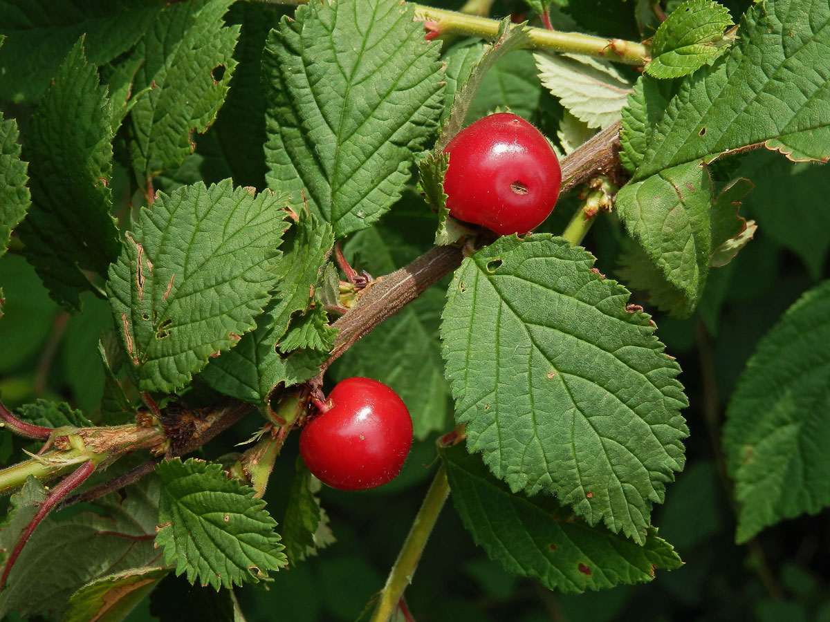 Višeň chlupatá (Prunus tomentosa Thunb.)