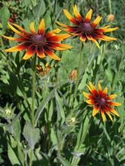 Třapatka srstnatá (Rudbeckia hirta L.)