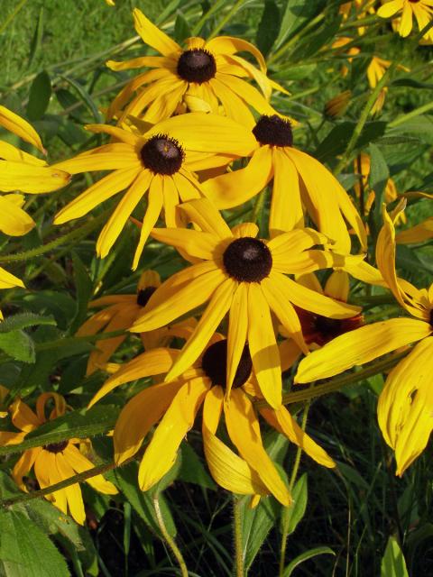 Třapatka srstnatá (Rudbeckia hirta L.)