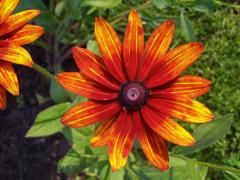 Třapatka srstnatá (Rudbeckia hirta L.)