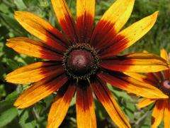 Třapatka srstnatá (Rudbeckia hirta L.)