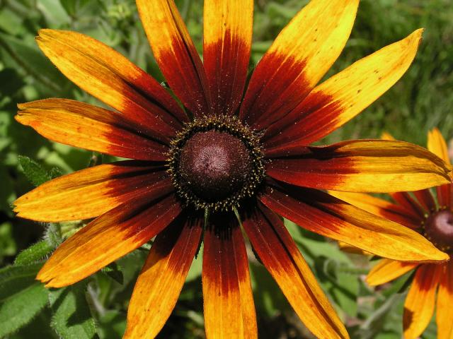 Třapatka srstnatá (Rudbeckia hirta L.)