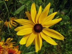 Třapatka srstnatá (Rudbeckia hirta L.)