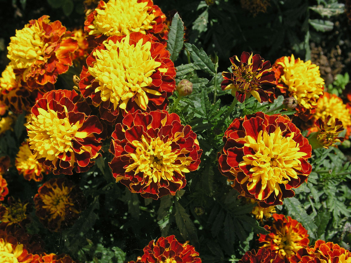 Aksamitník rozkladitý (Tagetes patula L.)