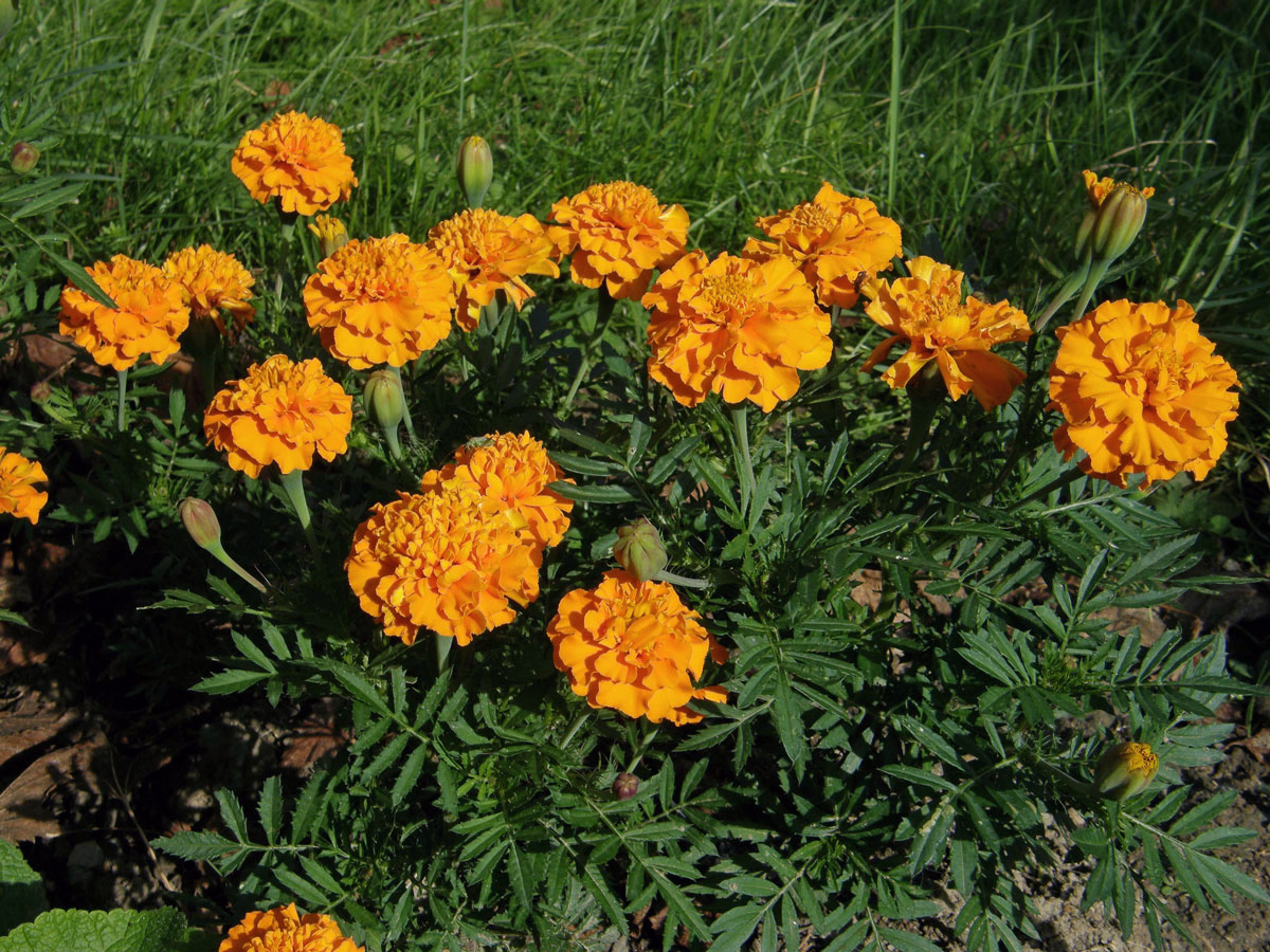 Aksamitník rozkladitý (Tagetes patula L.)