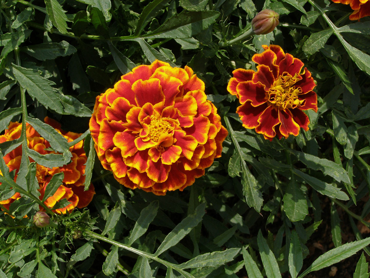 Aksamitník rozkladitý (Tagetes patula L.)