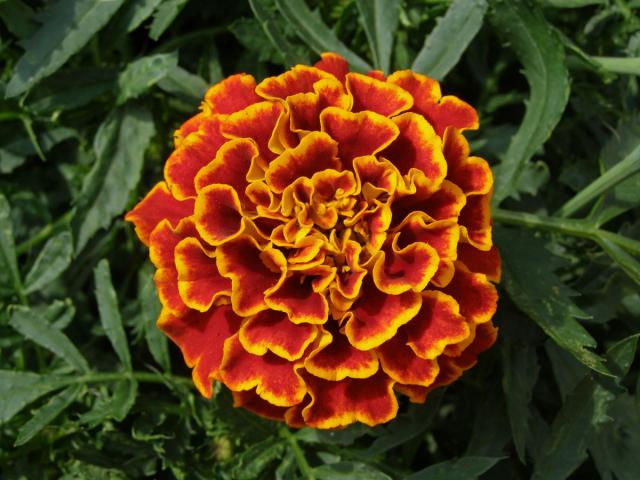 Aksamitník rozkladitý (Tagetes patula L.)