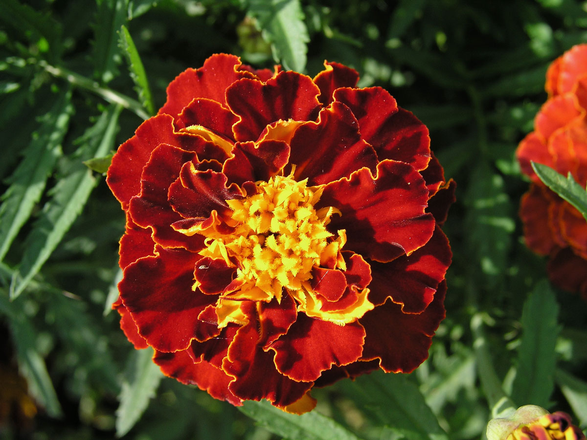 Aksamitník rozkladitý (Tagetes patula L.)