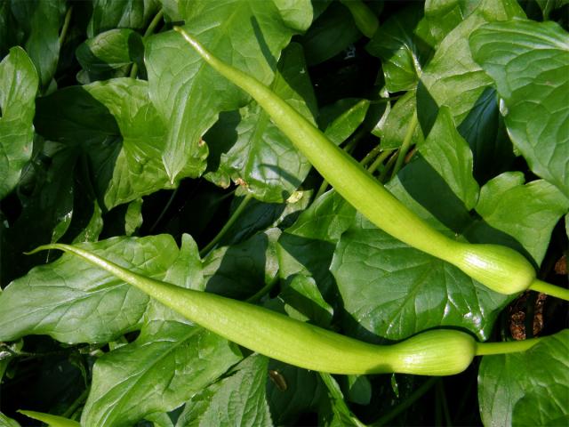 Áron plamatý (Arum maculatum L.)