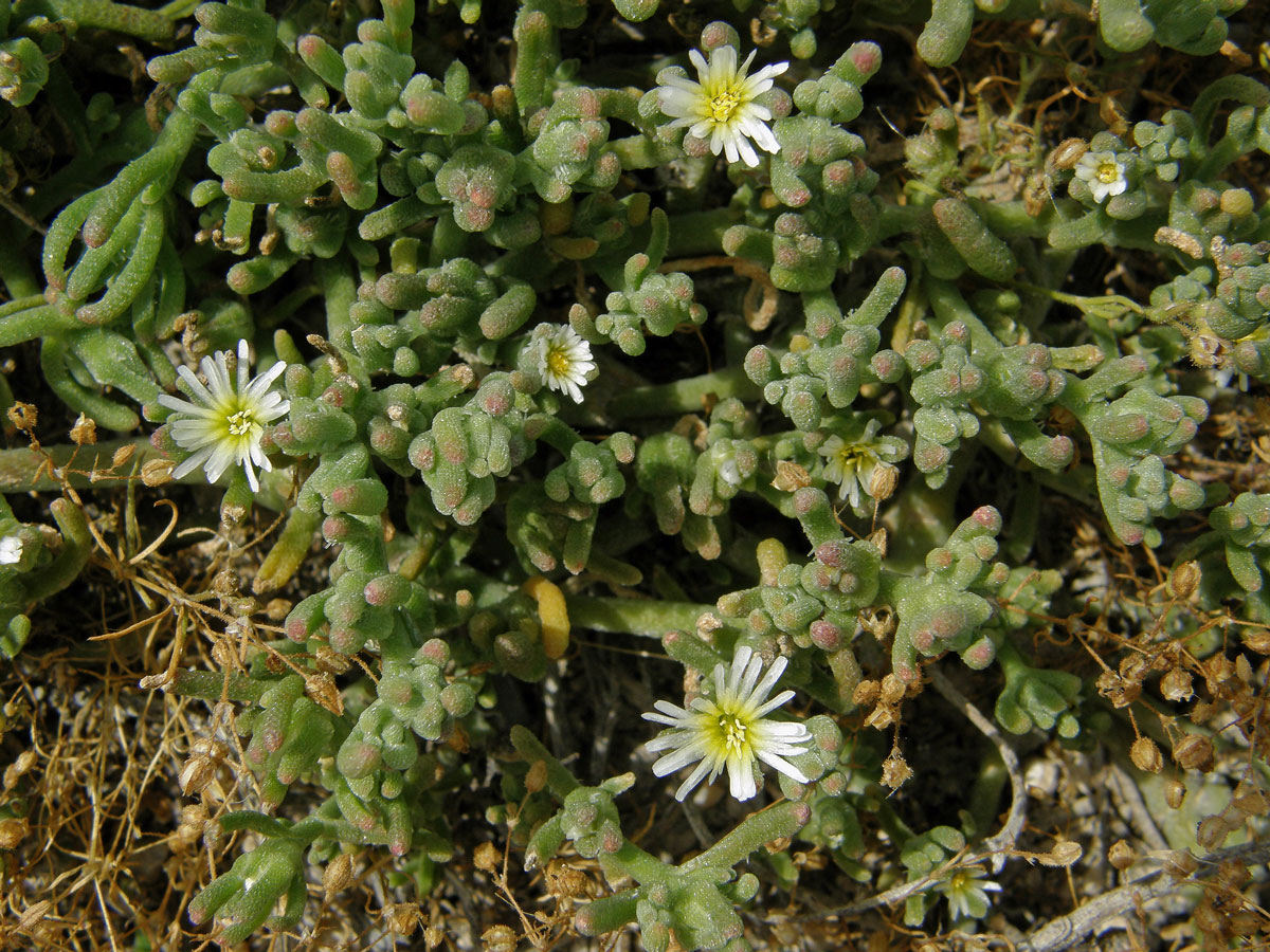 Kosmatec uzlokvětý (Mesembryanthemum nodiflorum L.)