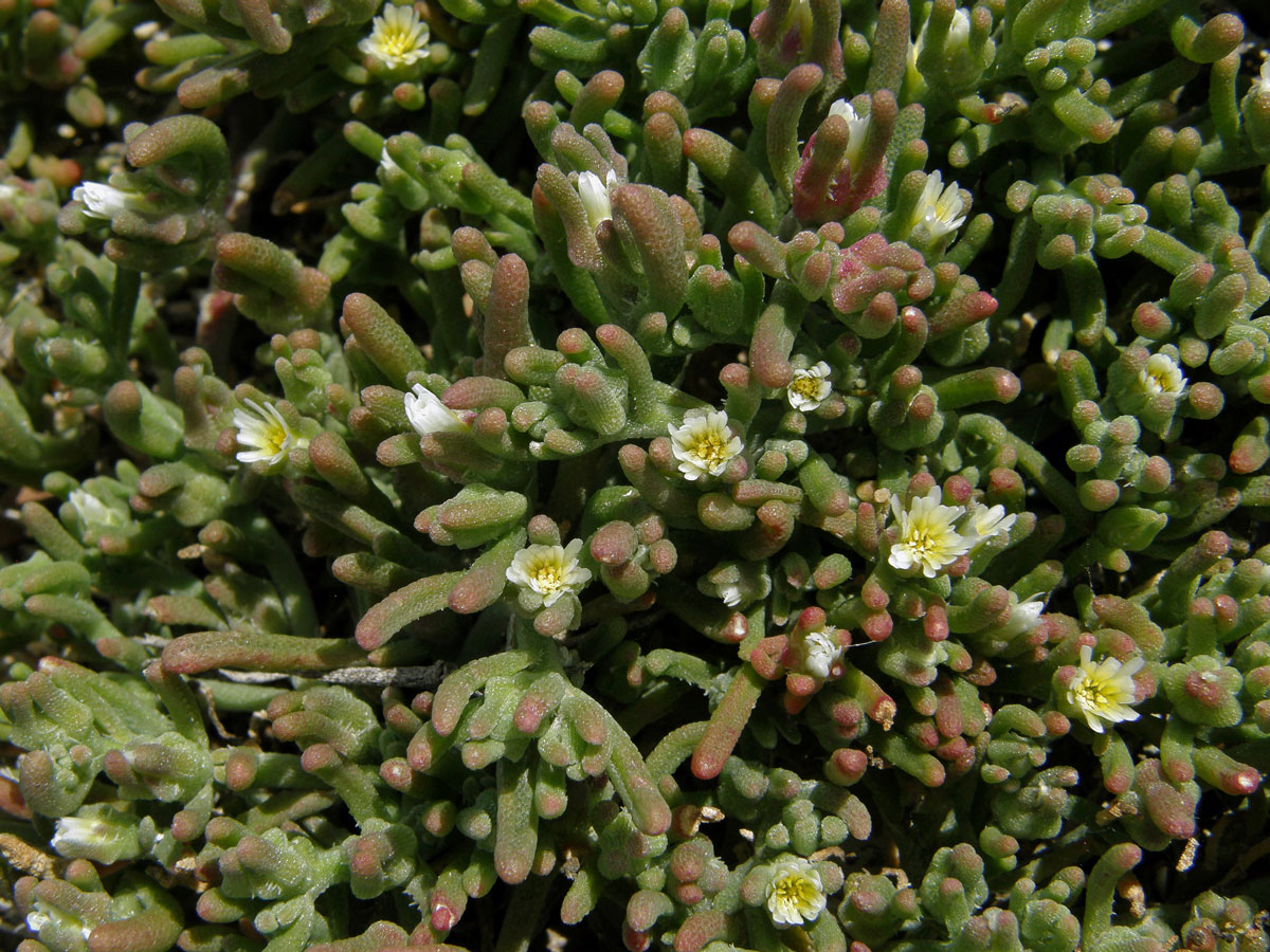 Kosmatec uzlokvětý (Mesembryanthemum nodiflorum L.)