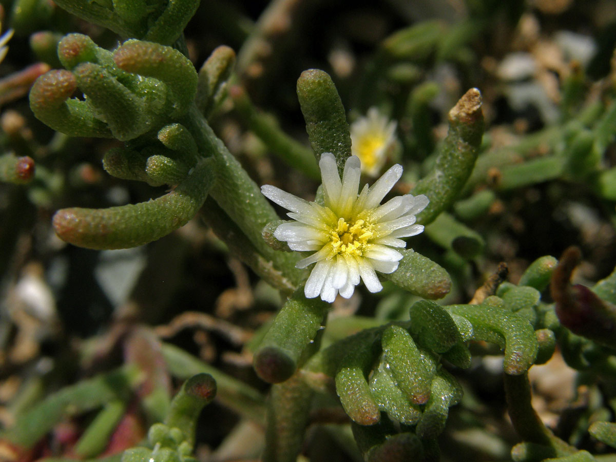 Kosmatec uzlokvětý (Mesembryanthemum nodiflorum L.)