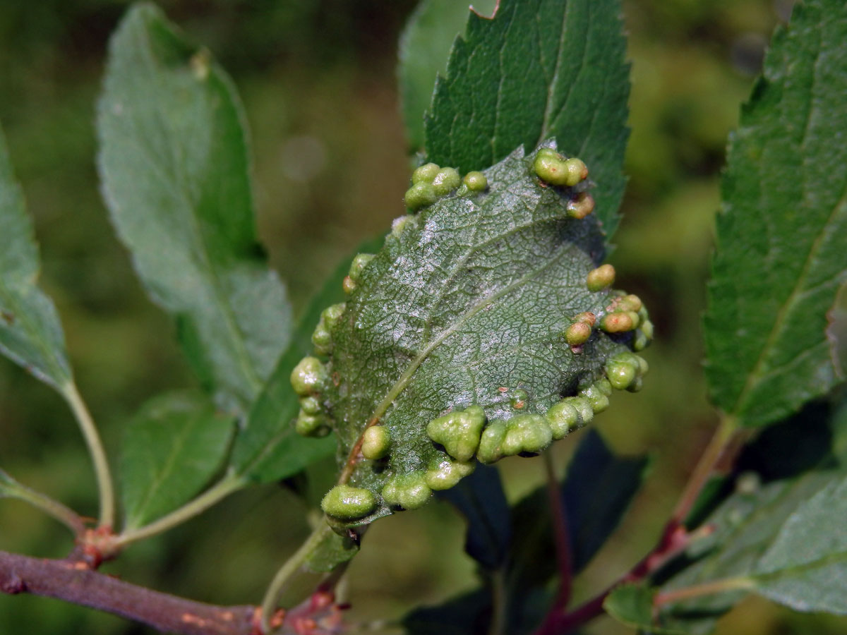 Hálky vlnovníka trnkového Eriophyes similis, slivoň trnka