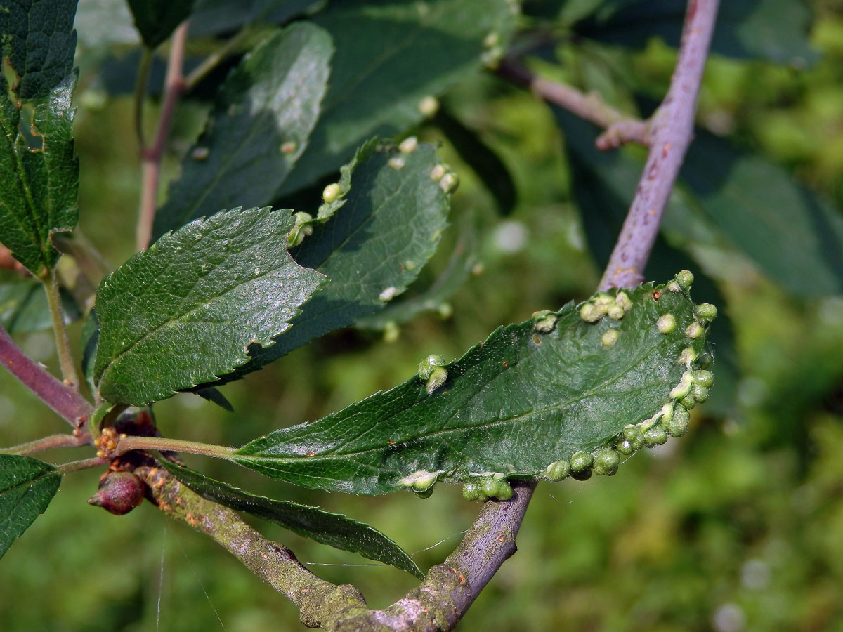 Hálky vlnovníka trnkového Eriophyes similis, slivoň trnka