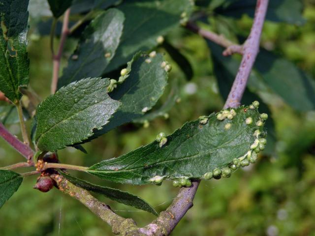 Hálky vlnovníka trnkového Eriophyes similis, slivoň trnka