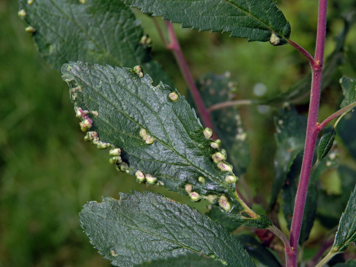 Hálky vlnovníka trnkového Eriophyes similis, slivoň trnka